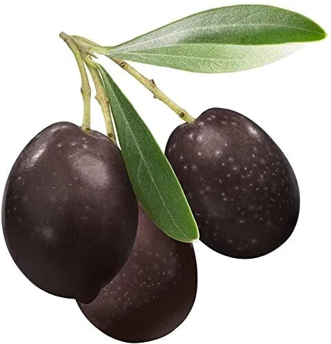 Bonsai Olive Tree Seeds | 10 Seeds | Olea europaea | Indoor/Outdoor Bonsai Planting