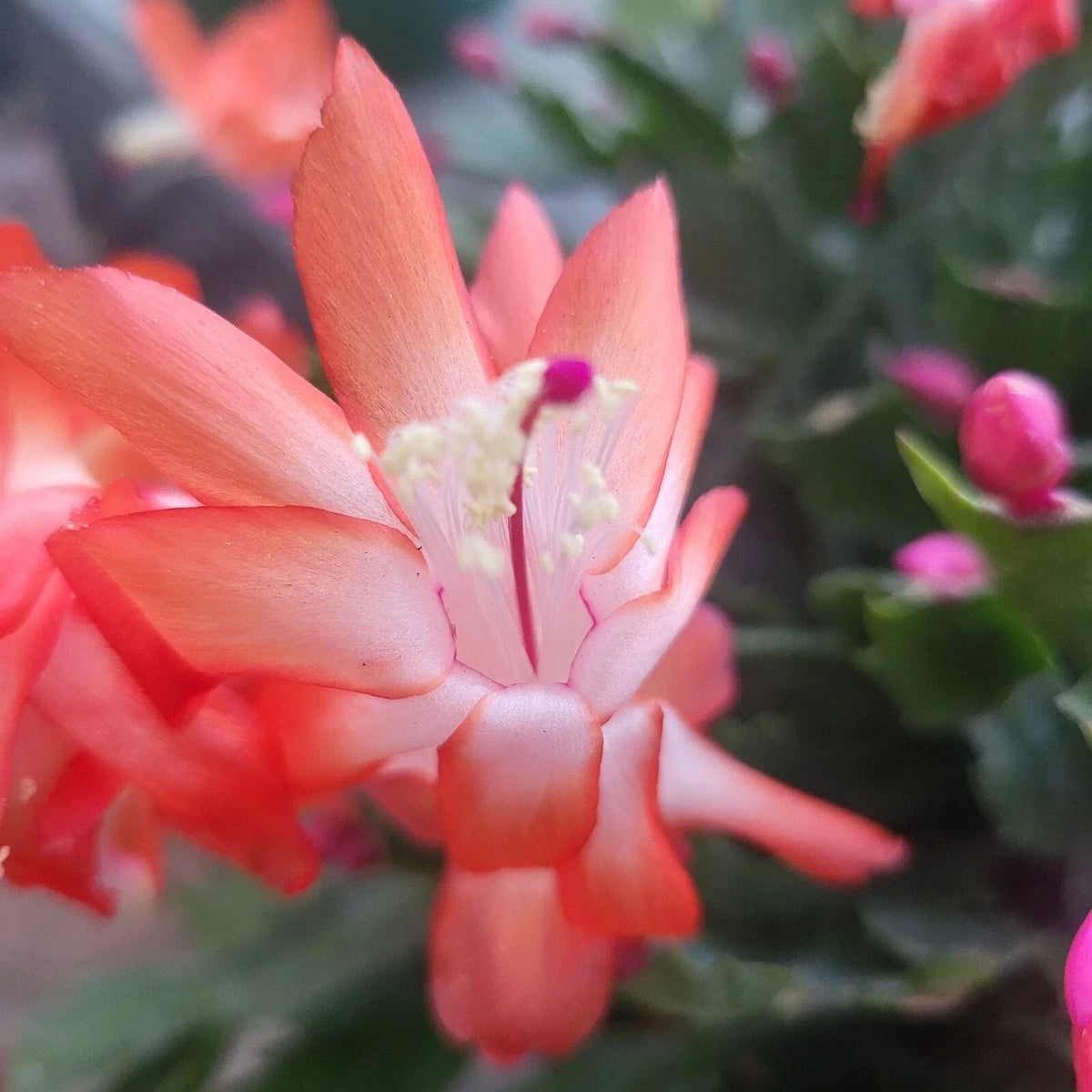 3 Cuttings Jungle Holiday Cactus Thor Olivia Schlumbergera Truncata | Easy Care Indoor Outdoor Plant