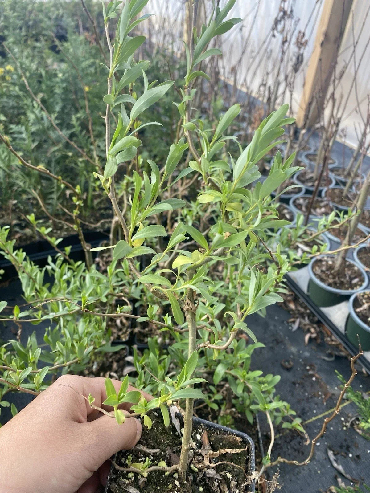 Curly Weeping Willow Tree 4" Pot Corkscrew Willow Salix babylonica 'Tortuosa' Fully Rooted Adaptable to Soil and Sun