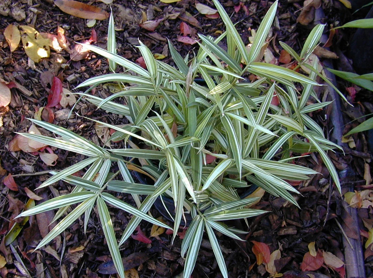 Dwarf White Stripe Bamboo Seeds - 50 Count - Clumping Privacy Plant - Bambusa multiplex - Shade Screen for Garden