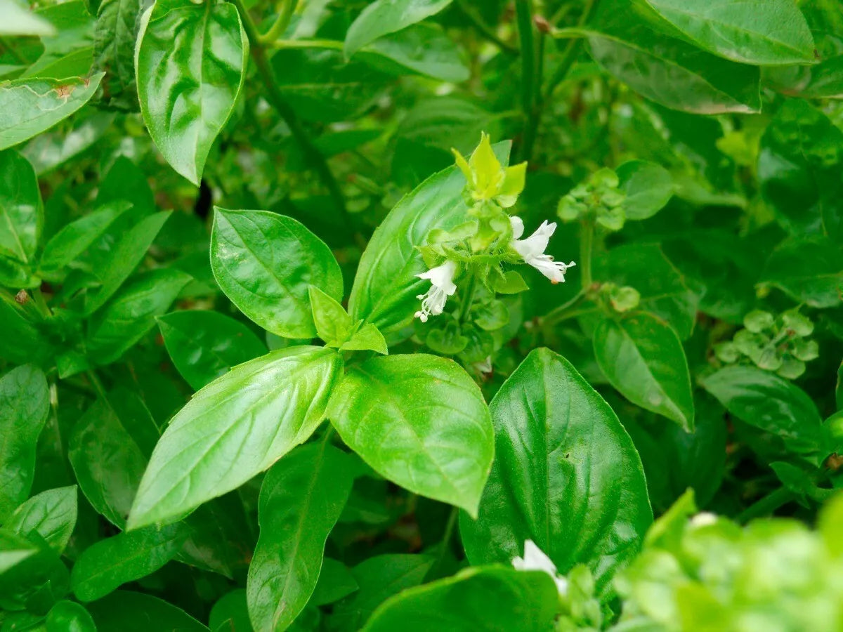 Clove Scented Basil Seeds - NON-GMO Tree Basil, Himalayan Basil, Ocimum gratissimum - 100 Seeds Pack