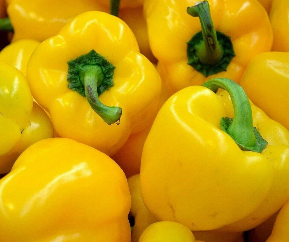 Yellow Bell Pepper Seeds 30+ Non-GMO "Canary" Variety Capsicum annuum - Perfect for Gardens and Containers