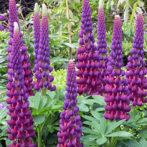Masterpiece Lupine Seeds - 25 Perennial Flower Seeds - Lupinus polyphyllus - Hardy, Colorful Blooms for Gardens
