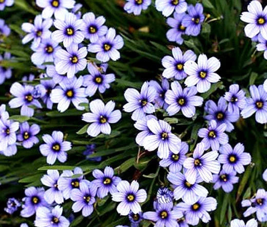Blue Eyed Grass Seeds - 1,000 Bulk Seeds - Sisyrinchium bellum - Wildflower Planting for Butterfly Gardens