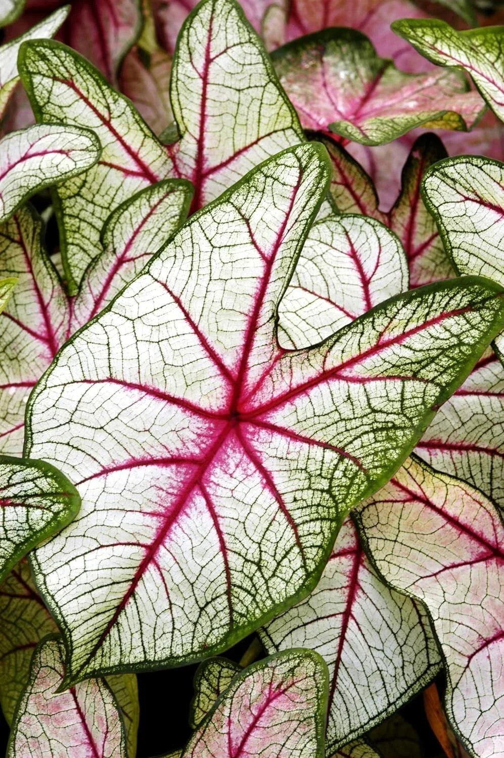 Caladium Bulbs 2 Pack White Queen Easy Care Indoor/Outdoor Caladium bicolor