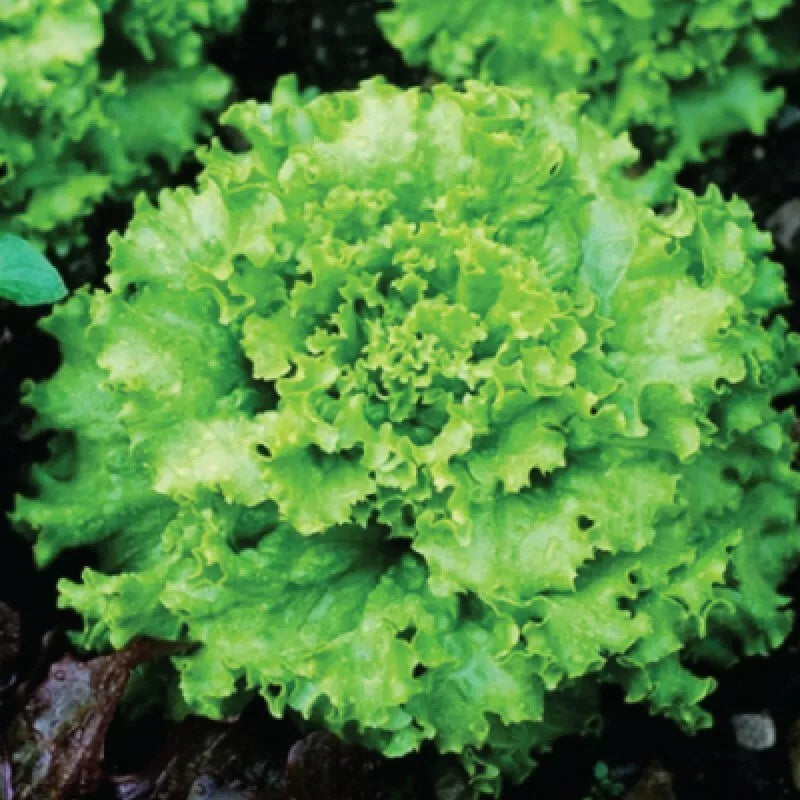 Grand Rapids Lettuce Seeds - 600+ Non-GMO Vegetable Seeds - Lactuca sativa - Easy to Grow for Gardening