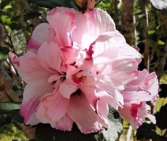 LIVE PLANT STARTER Double Pink Rose of Sharon Hibiscus syriacus - Hardy Variegated Blooms, Fast Growth, Rooted Cutting
