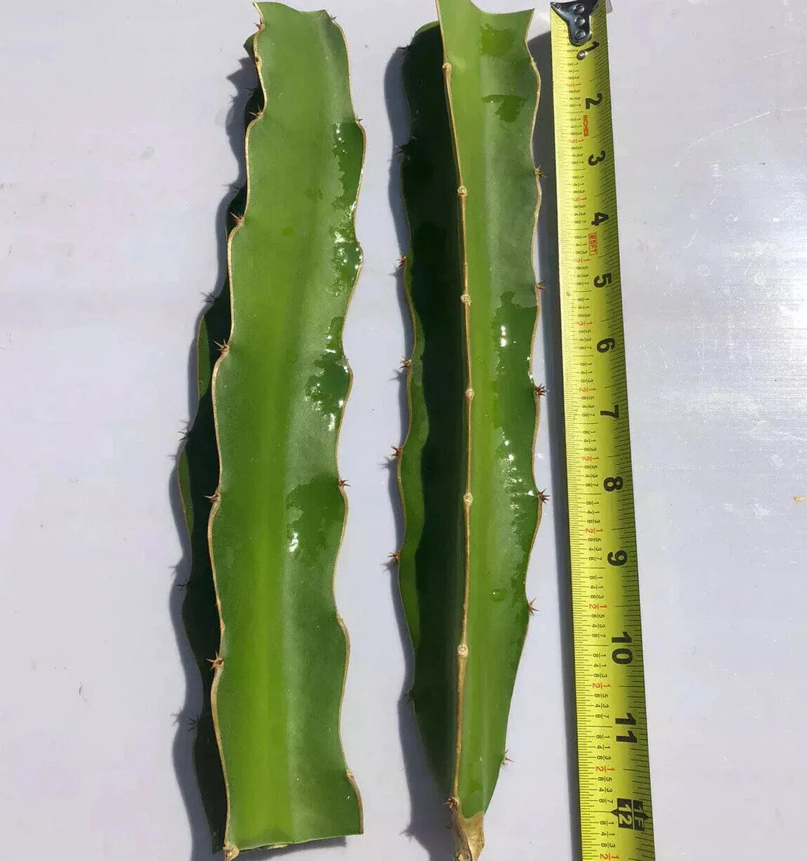 White Flesh Dragon Fruit Cuttings - 2 Fresh Pitaya Succulents - Hylocereus undatus - Cactus (10”-12” No Roots)