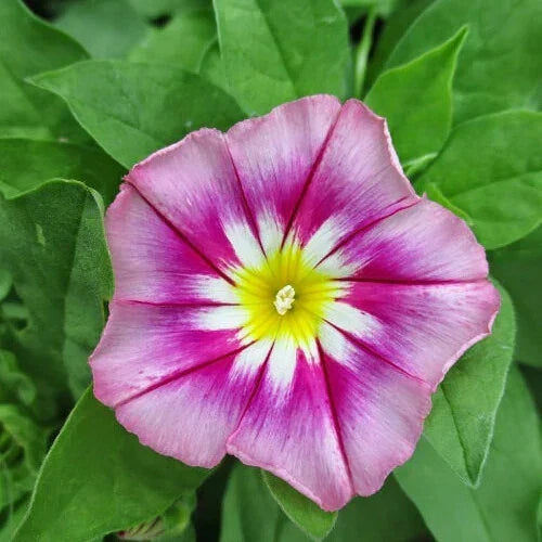Dwarf Morning Glory Seeds | Heirloom Non-GMO | Rose Ensign | Ipomoea purpurea | 50 Seeds for Container Gardening