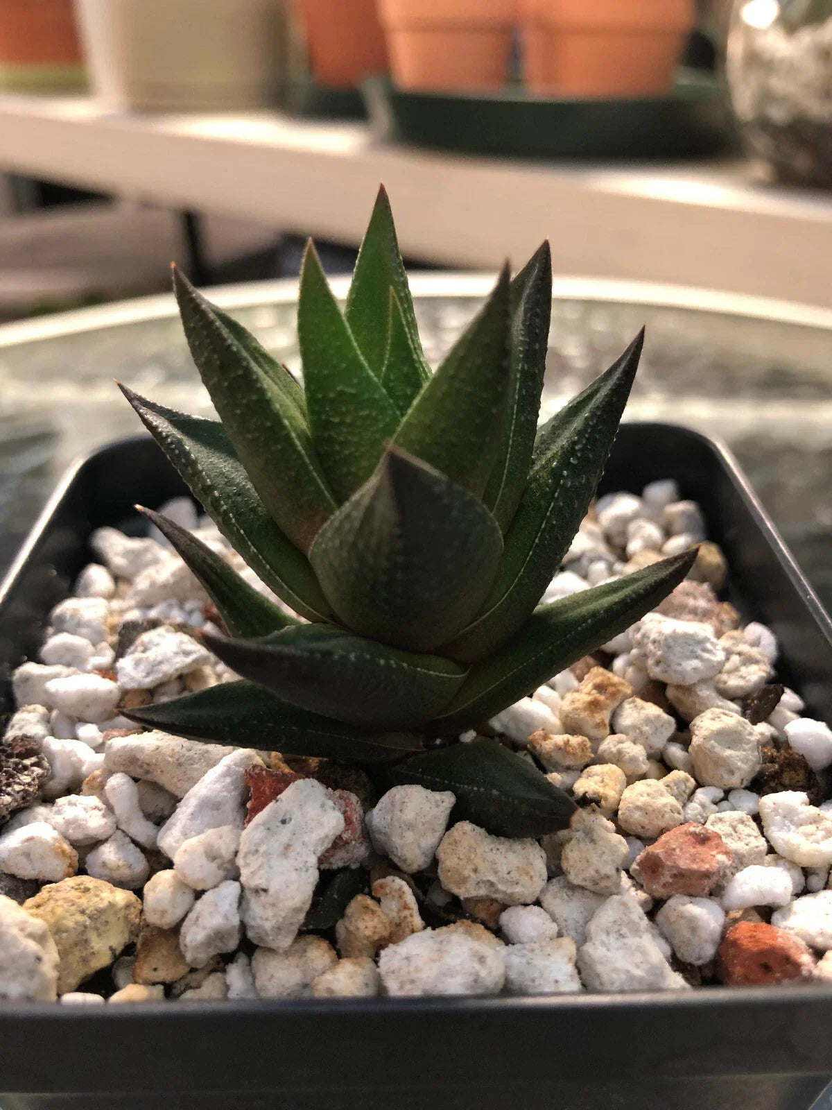 Haworthia Succulent Plant - Potted with 2 Free Cuttings - Easy Care Indoor Cactus - Haworthia spp. for Home or Office