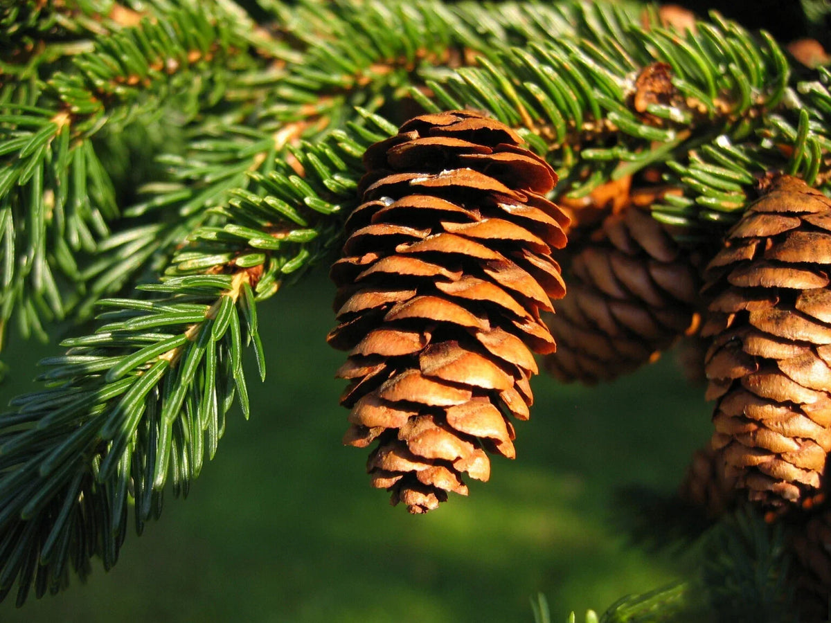 Red Spruce Seeds 50 Count Picea rubens Evergreen Conifer for Gardening Reforestation