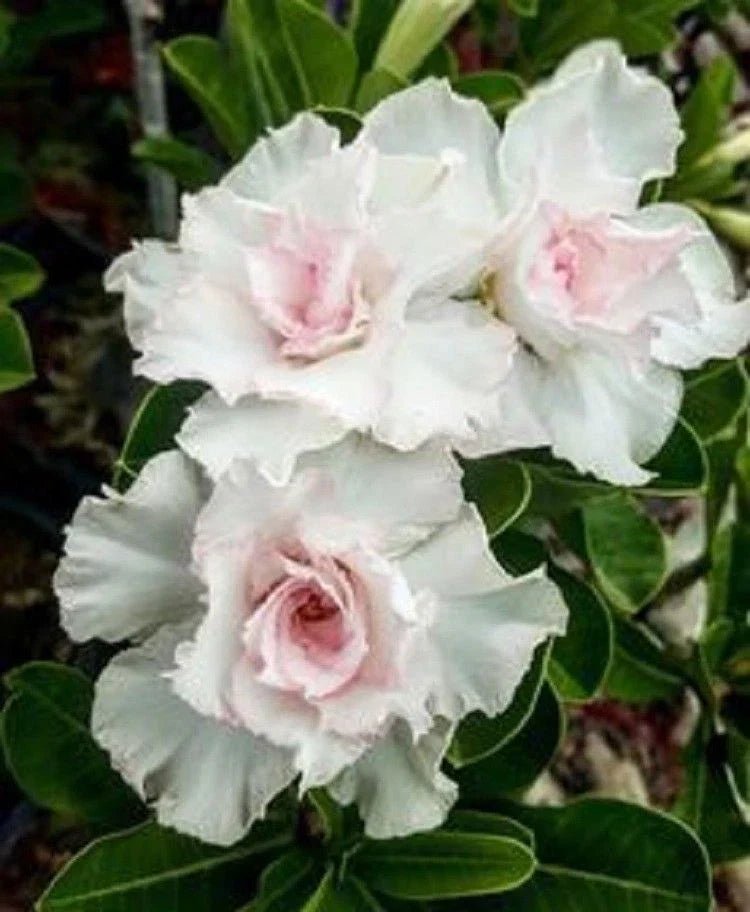 Adenium Obesum Seeds - 4 Pack Double White Desert Rose - Perennial Flower Seeds - Easy to Grow - US Seller