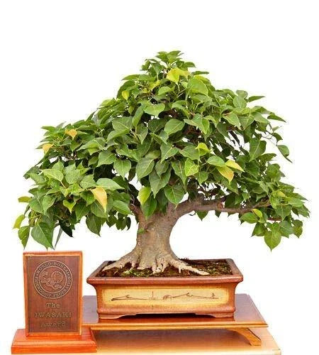 Sacred Fig Bonsai Tree Seeds - 25+ Seeds - Ficus Religiosa - Indoor Plant - Bonsai Gardening Supplies