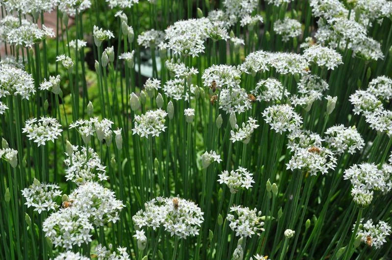 Garlic Chives Seeds 100+ Count Non-GMO Herb Allium tuberosum - USA Seller, Free Shipping