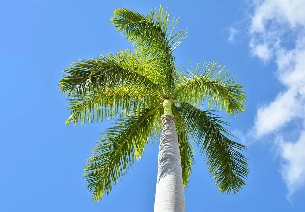Royal Palm Tree Seeds - 10 Pack - Roystonea Regina - Tropical Landscaping - Easy to Grow for Gardens and Parks