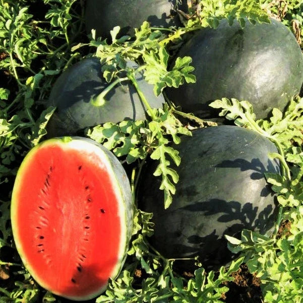 Watermelon Seeds Pack of 20 | Black Diamond Variety | Sweet Red Crimson Beauty | Citrullus lanatus