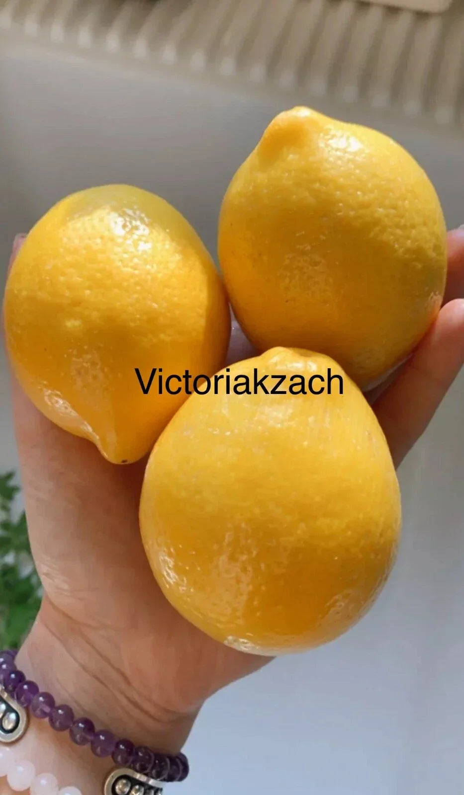 Meyer Lemon Seeds - Organic Non-GMO Citrus × meyeri - Edible Fruit Tree for Home Garden - Texas USA