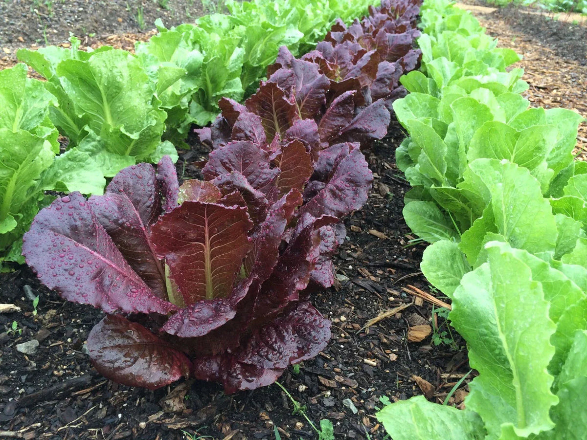 Red Romaine Lettuce Seeds - 500+ Heirloom Organic Non-GMO - Lactuca sativa - Crisp, Vibrant Red Greens for Home Gardening