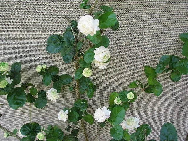 Grand Duke of Tuscany Jasmine Starter Plant - Small Rooted Jasminum Sambac for Indoor Decor & Home Garden
