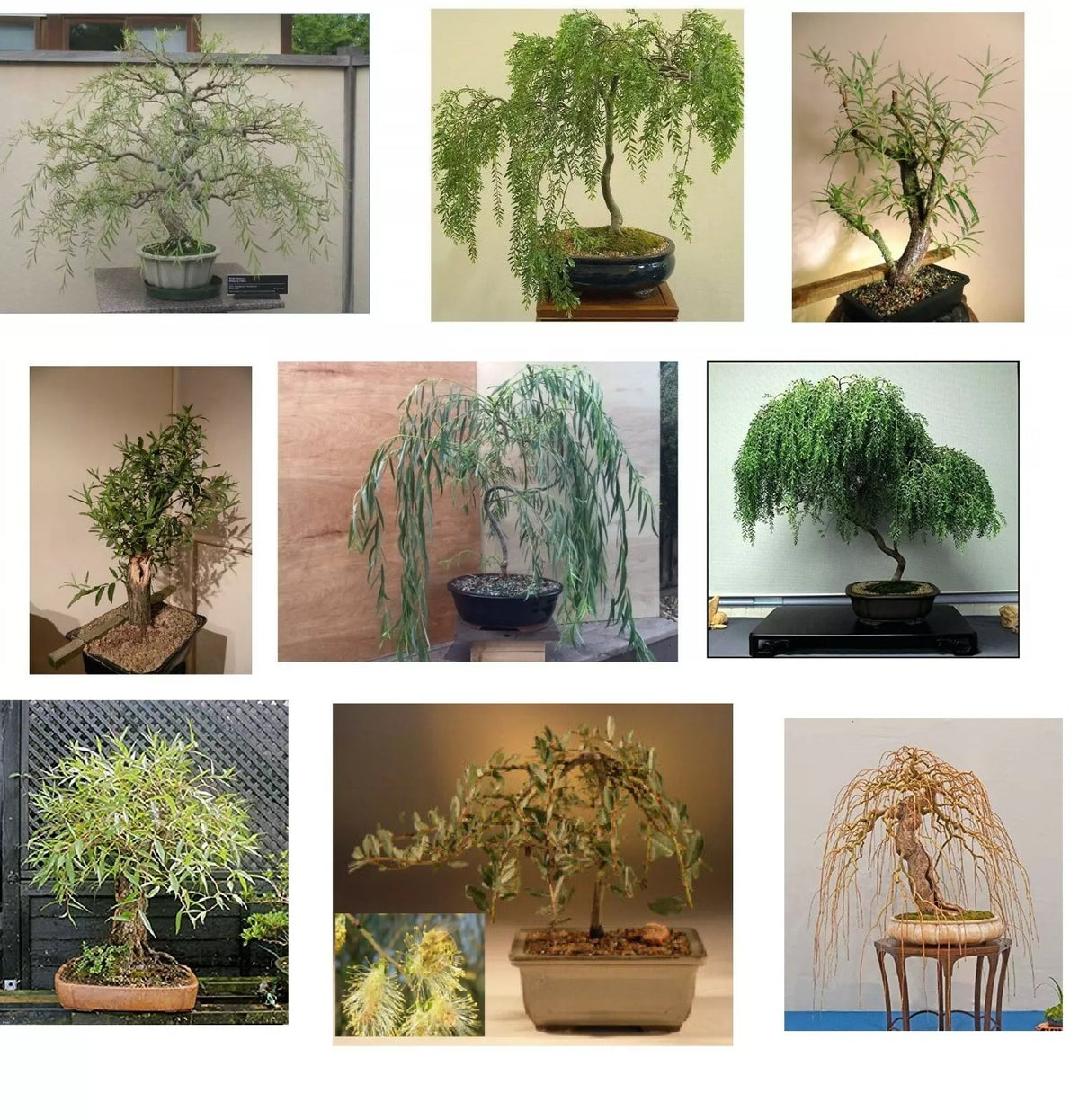 Willow Bonsai Bundle - 9 Rare Types - Exotic Salix spp. Starter Plants for Bonsai Cultivation and Gardening