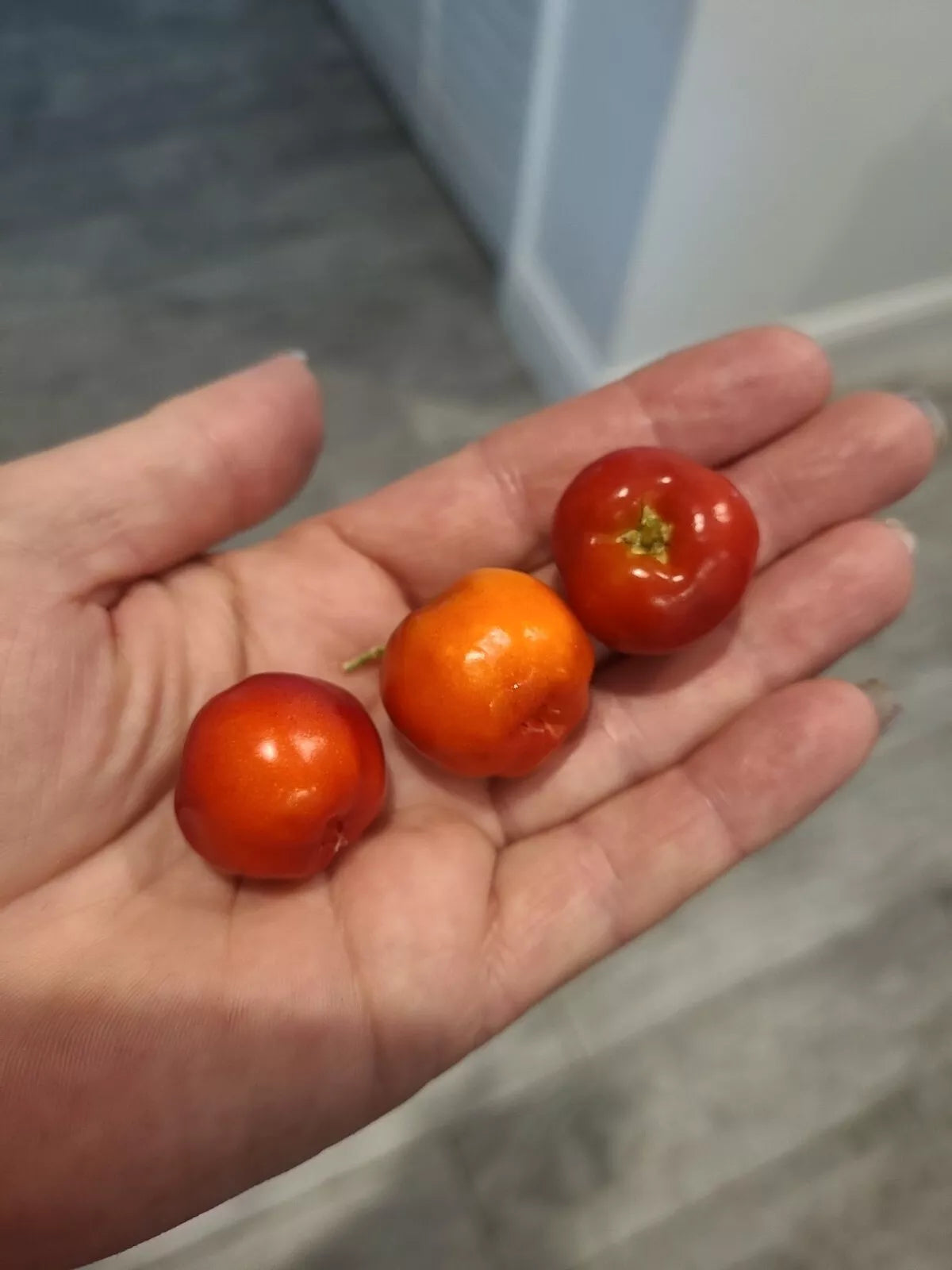 Barbados Cherry Seeds - 5 Pack - Malpighia Emarginata - Sweet Tropical Fruit - 2023 Harvest - Exotic Garden Plant