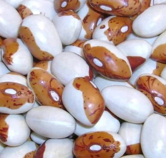 Hidatsa Shield Bean Seeds - 30 Heirloom Seeds for Planting - Nutrient-Rich Climbing Bean (Phaseolus vulgaris)