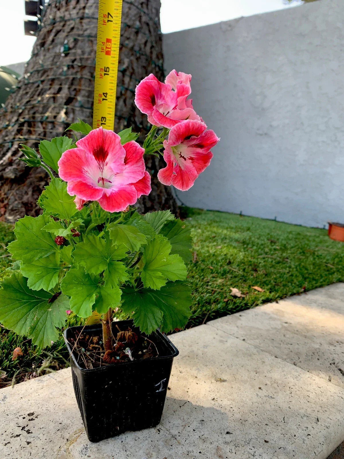 Unique Geranium Live Plant, 12 Inch, Pink Maroon with White Splash, Pelargonium × hortorum - Low Maintenance Indoor/Outdoor Plant