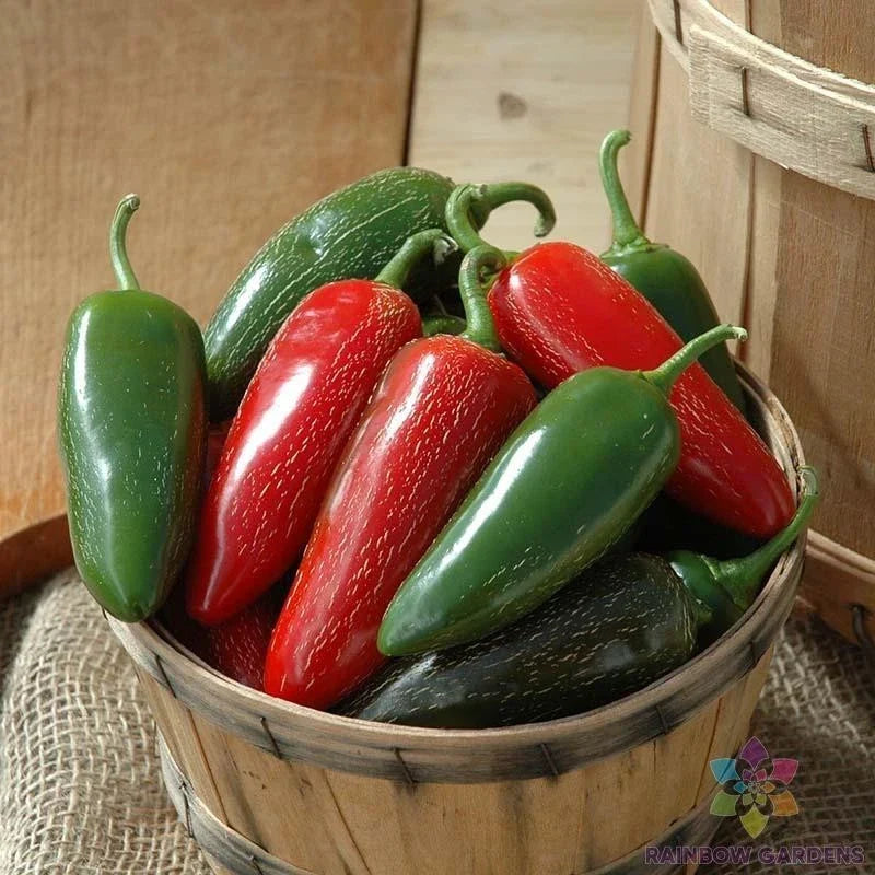 Jalapeno Hot Pepper Seeds 25+ Non-GMO Capsicum annuum USA Grown for Garden Planting