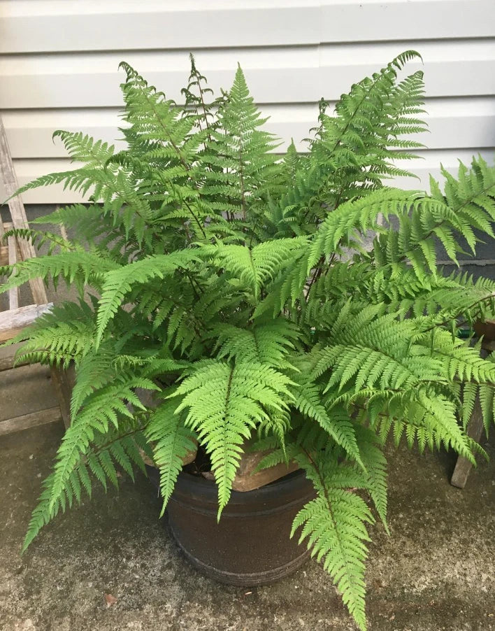 Lady Fern Bare Root Clumps - 5 Pack - Athyrium filix-femina - Ideal for Outdoor Gardens, Shaded Areas, and Woodland Spaces