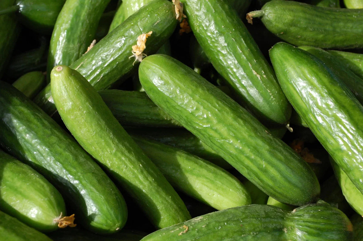 Muncher Cucumber Seeds - Organic Heirloom Non-GMO - Cucumis sativus - 25 Seeds for Home Gardening and Containers