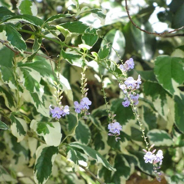 Duranta Variegata Cuttings - Variegated Sky Flower Shrub Plant - Duranta repens 'Variegata' - 6 Pack for Garden Landscaping