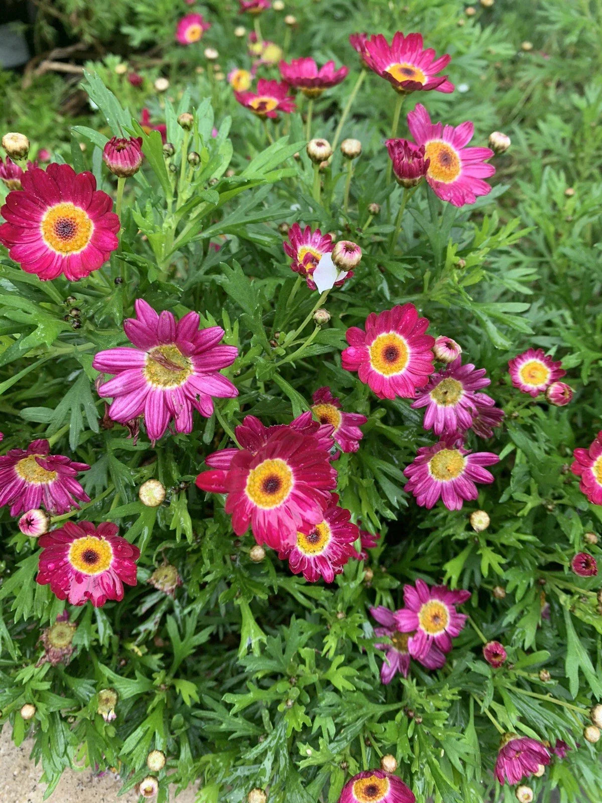 Perennial Plants 3" Pot Grandaisy Red Argyranthemum frutescens Red Daisy Flowers 3-4 Pack for Garden Borders & Containers
