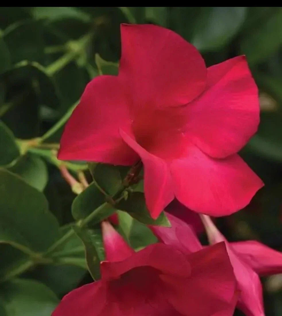 Mandevilla Live Plant Plugs - Fuchsia Flowering Vine - Mandevilla x amabilis - Ideal for Garden and Outdoor Decor