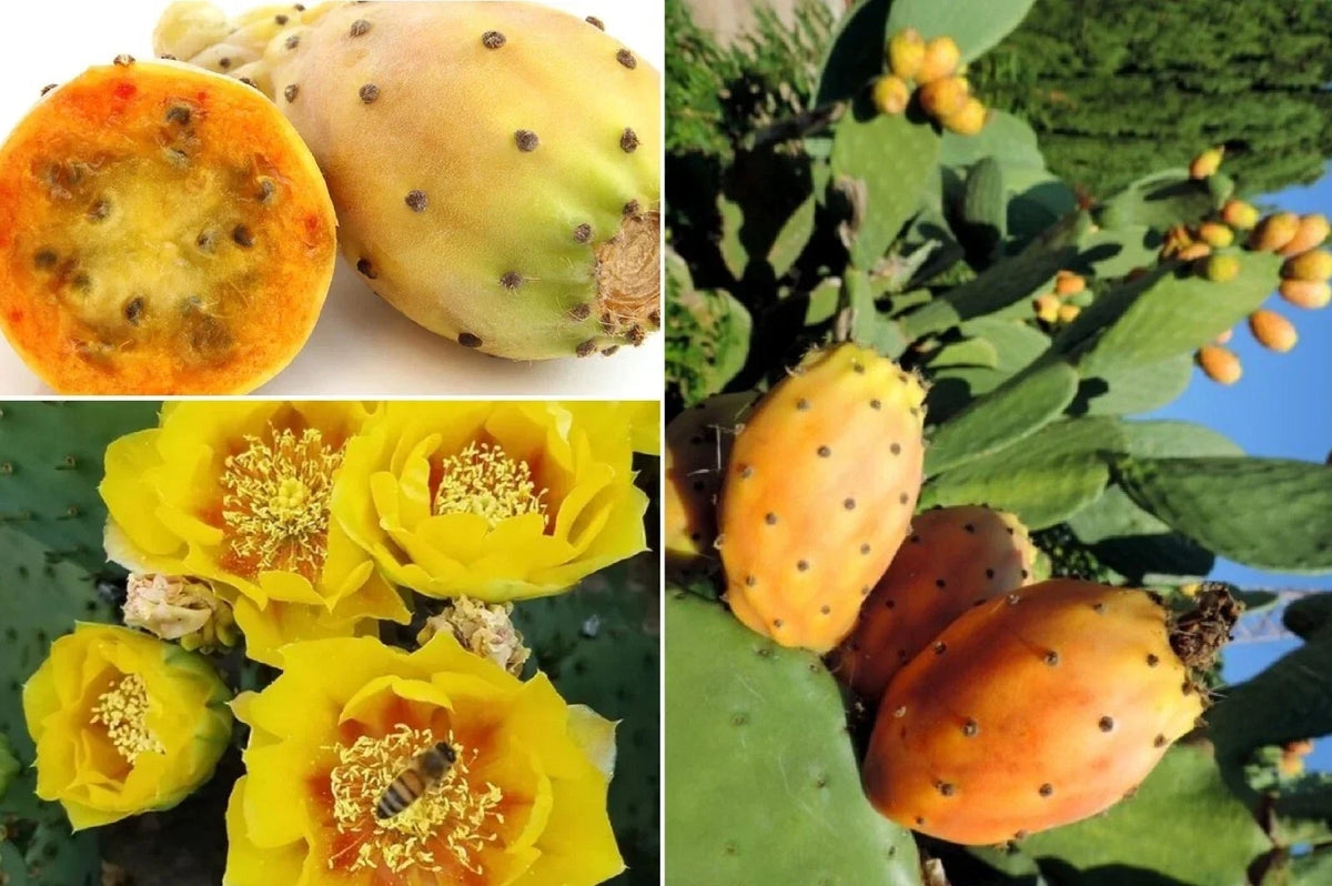 Yellow Prickly Pear Seeds - 20++ Rare Cactus Apple, Indian Fig - Opuntia F. indica - Edible Landscaping, Drought-Resistant