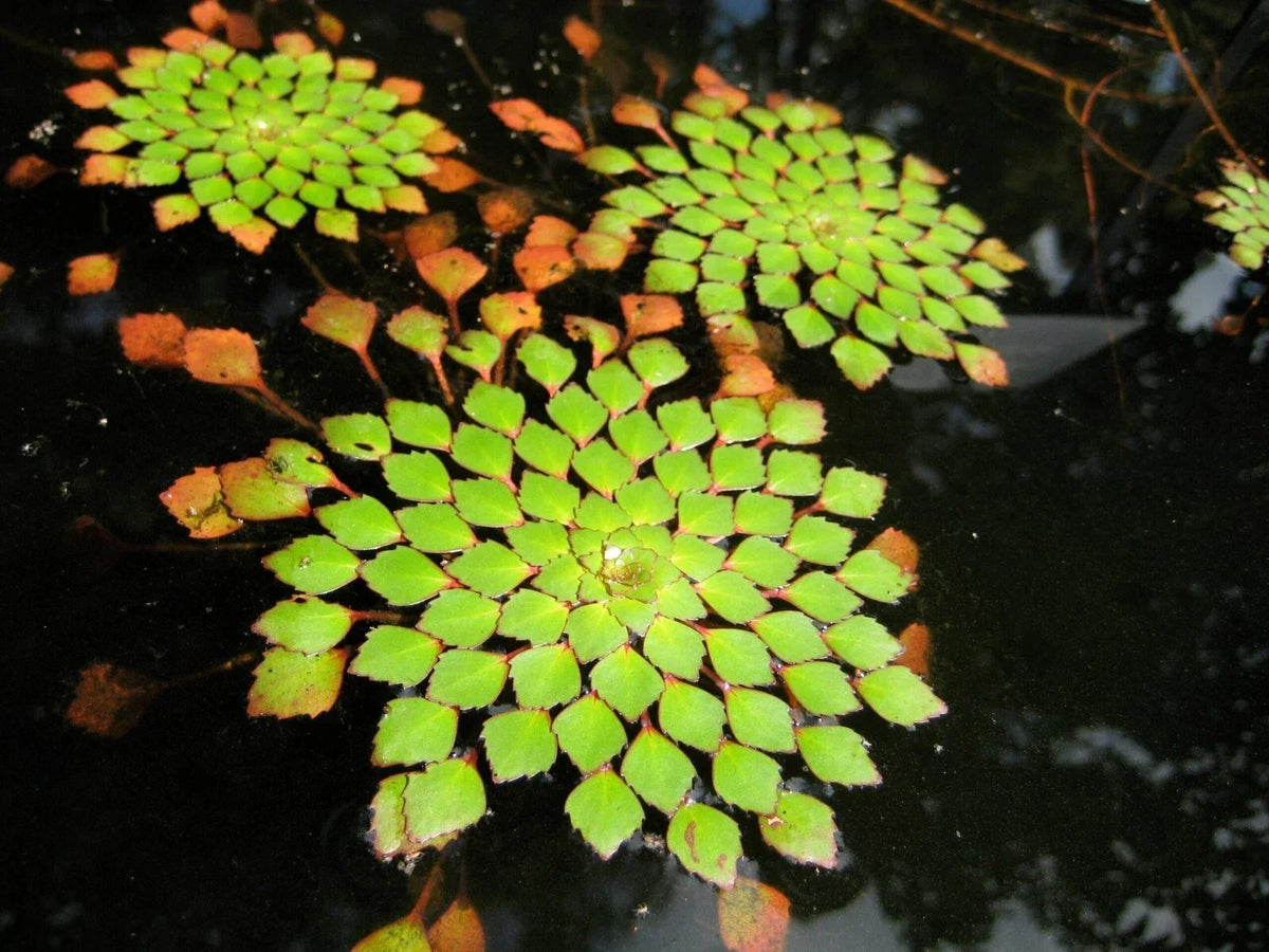 Mosaic Plant - Live 1 Plant - Ludwigia Sedioides - Easy Care Aquatic Décor for Aquarium & Pond