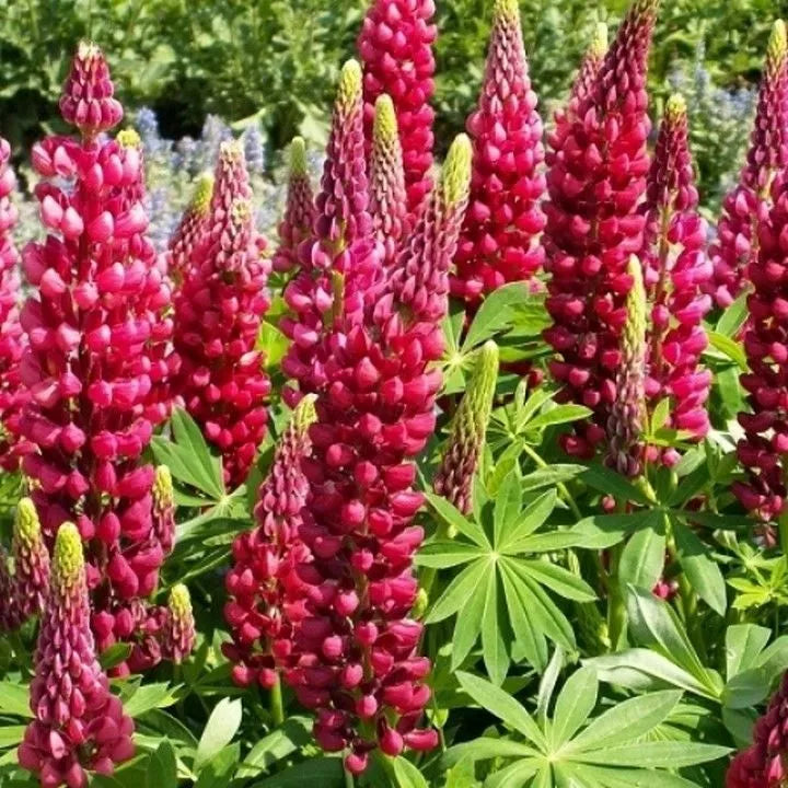 Red Russell Lupine Seeds - My Castle Variety, Red Castle Color - Lupinus polyphyllus - Non-GMO, Easy to Grow, Free Shipping