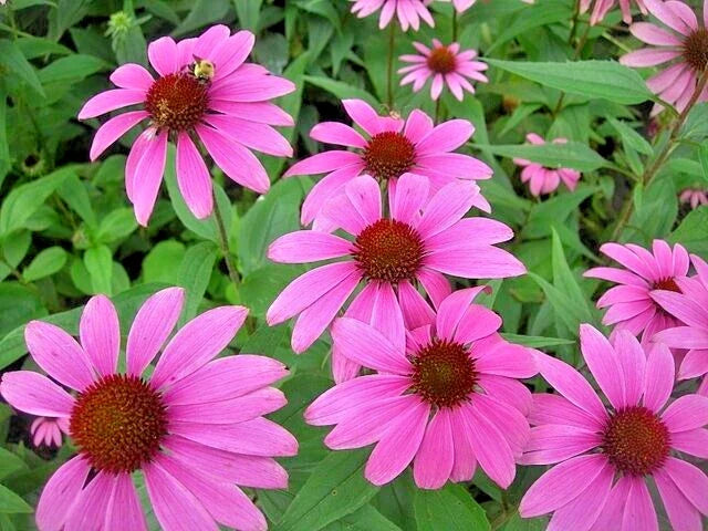 Purple Echinacea Seeds 100 Count, Coneflower, Large Daisy-Like Flowers, Echinacea purpurea, Pollinator Friendly