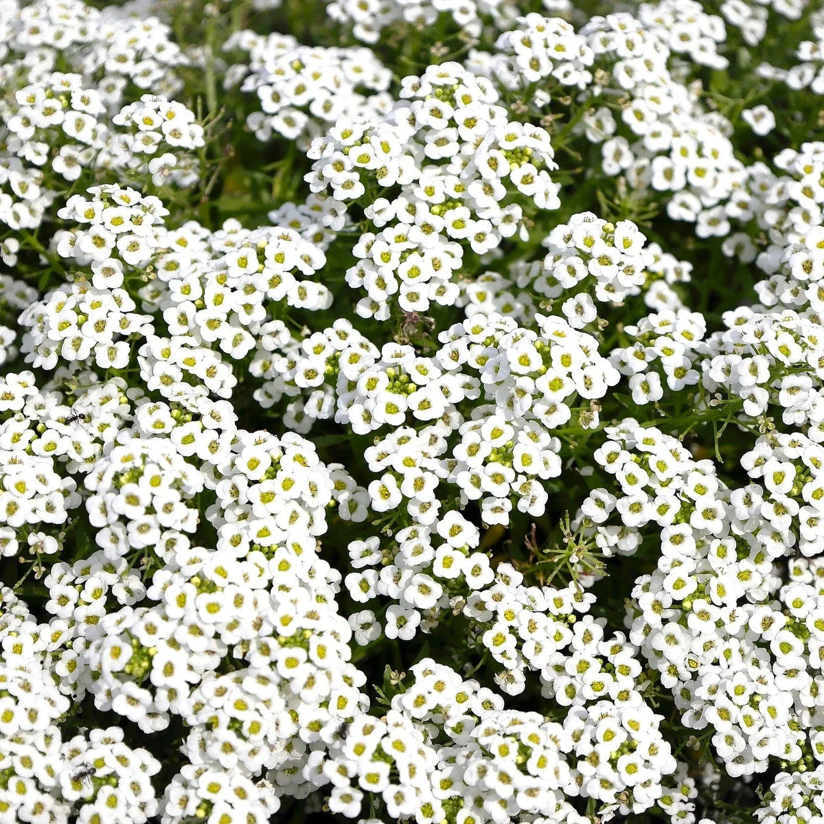 Carpet of Snow Sweet Alyssum Seeds - White Flowering Annual - Lobularia maritima - 2025 Planting - 200 Seeds Packet