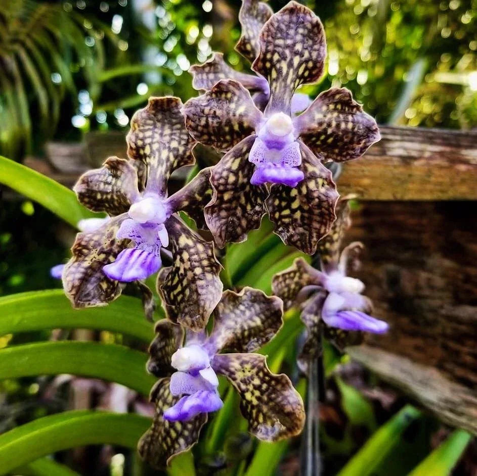 Vanda Orchid 4" Pot Papilionanda Ladda Fragrance 'Alina' Rare Hybrid Fragrant Flowering Plant Vanda Hybrid