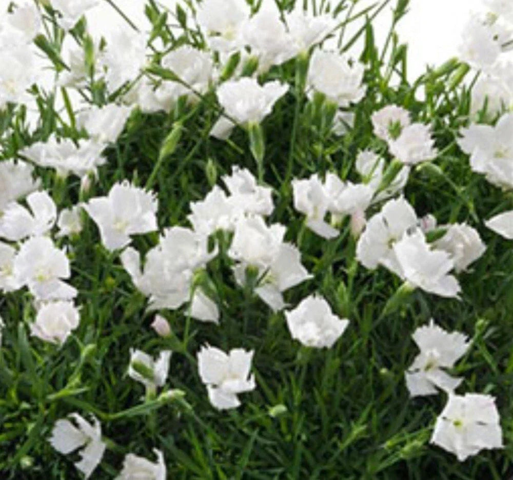 Bare Root Perennial Plant Set of 3 Beauties Annabelle Dianthus White Flowers Dianthus spp. Elegant Garden Addition