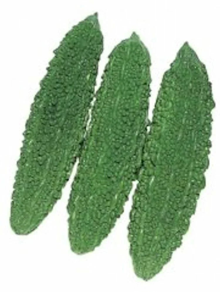 Bitter Gourd Seeds Futo - Spindle Heirloom Non-GMO, Momordica charantia, Gardening Seeds for Home Growers