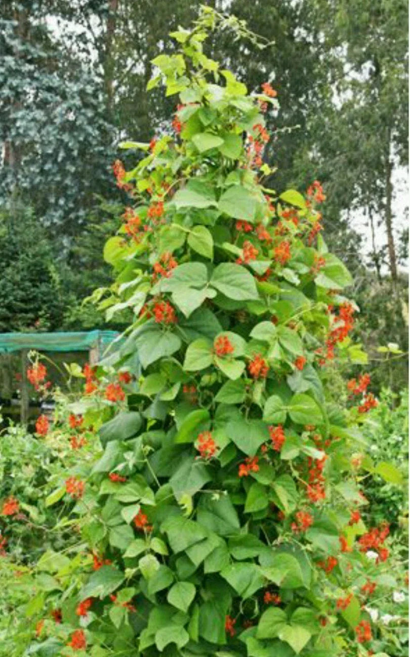 Scarlet Runner Pole Bean Seeds - 50 Count - Ornamental Edible Variety - Phaseolus coccineus - Perfect for Vertical Gardening