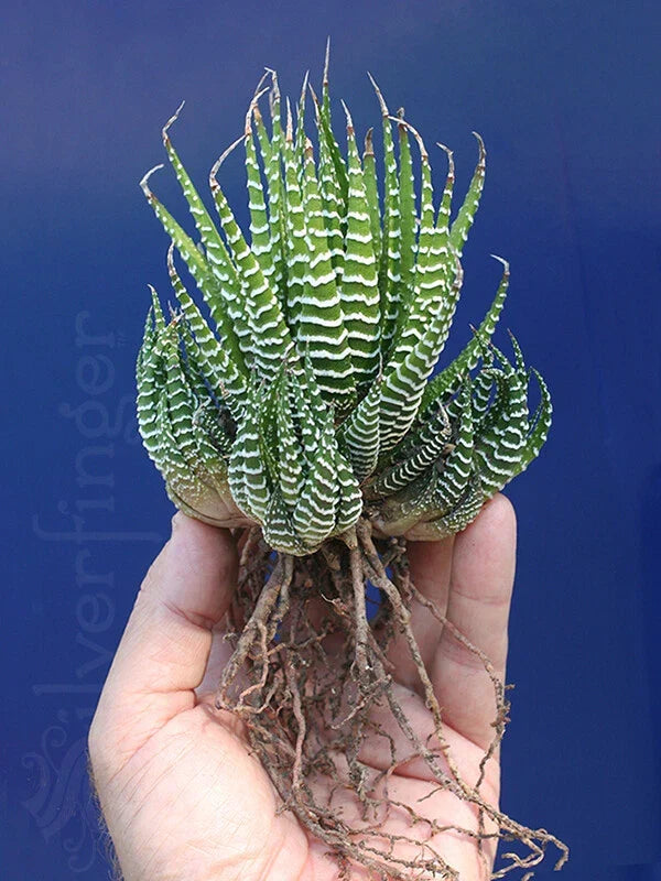 Haworthiopsis Attenuata Zebra Plant | 4-Inch Live Hardy Desert Succulent | Striped Leaves | Haworthia Attenuata