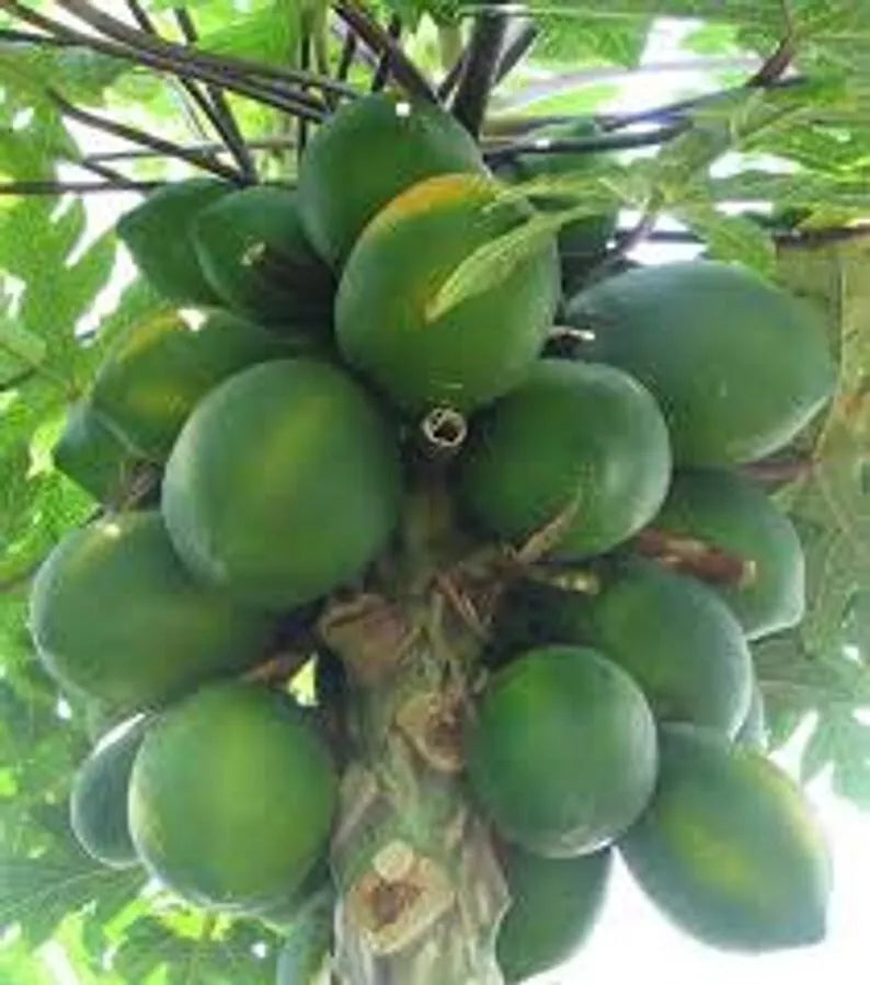 Papaya Seeds 30 Count Organic Carica papaya Tropical Fruit for Home Gardening and Greenhouses