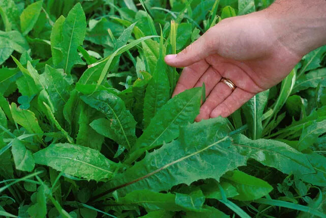 Chicory Seeds 1000 Count Endive Variety Cichorium intybus Non-GMO for Home Garden & Culinary Use