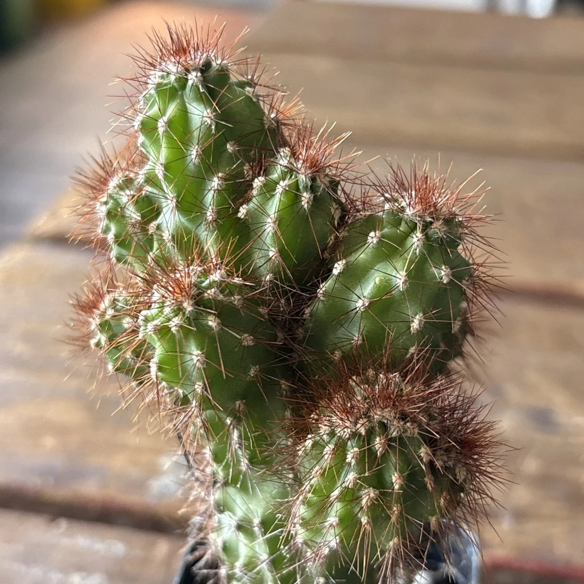 Cereus Rapandus Monstrose Cactus - Unique Peruvian Variety in 4-Inch Pot for Indoor & Outdoor Gardens