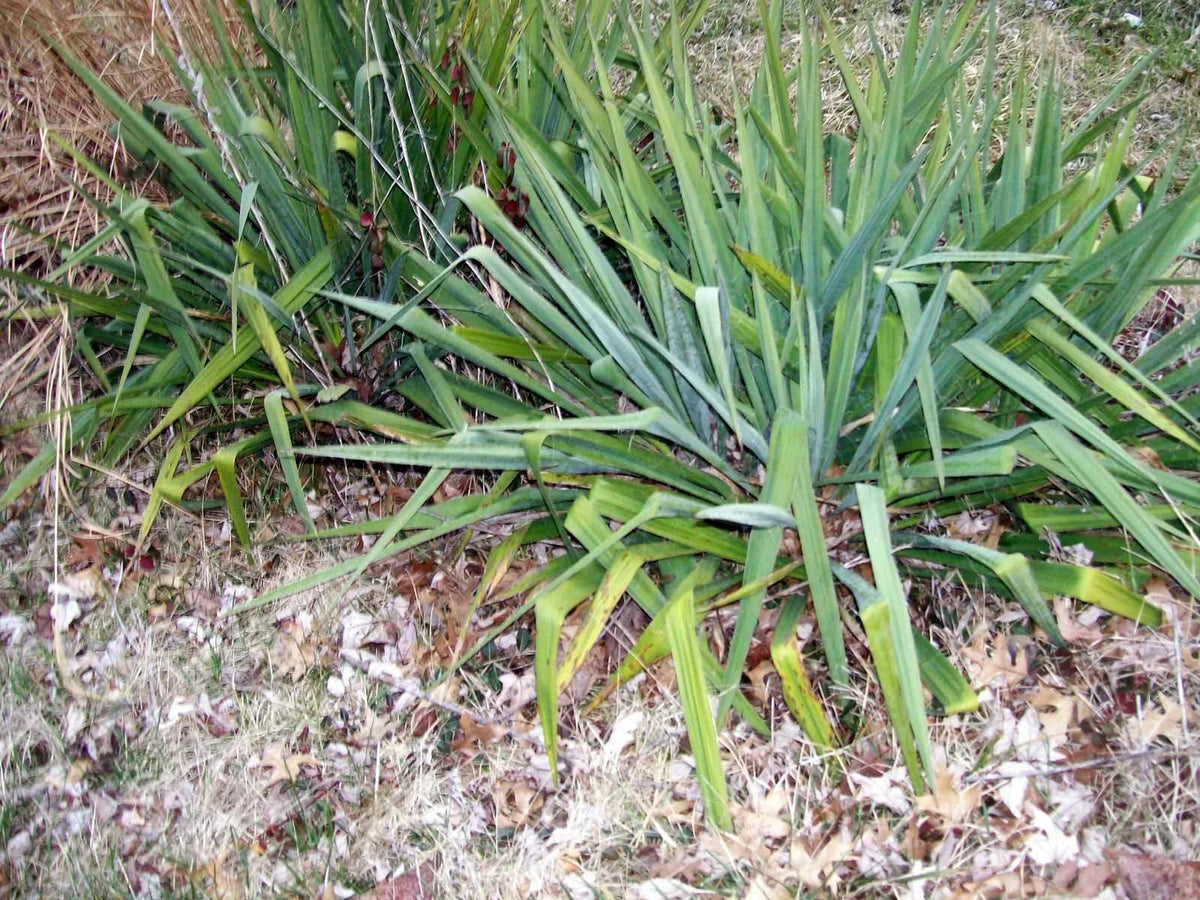 Adam's Needle Yucca Plant 12 Inches Live Bare Root White Flower Yucca filamentosa Drought Tolerant Landscape Shrub