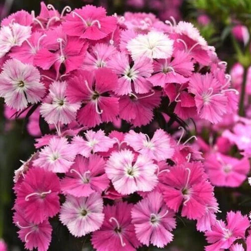 Dianthus Seeds - 15 Pelleted Seeds - Sweet Rose Magic - Pink Flowering Perennial - Dianthus gratianopolitanus