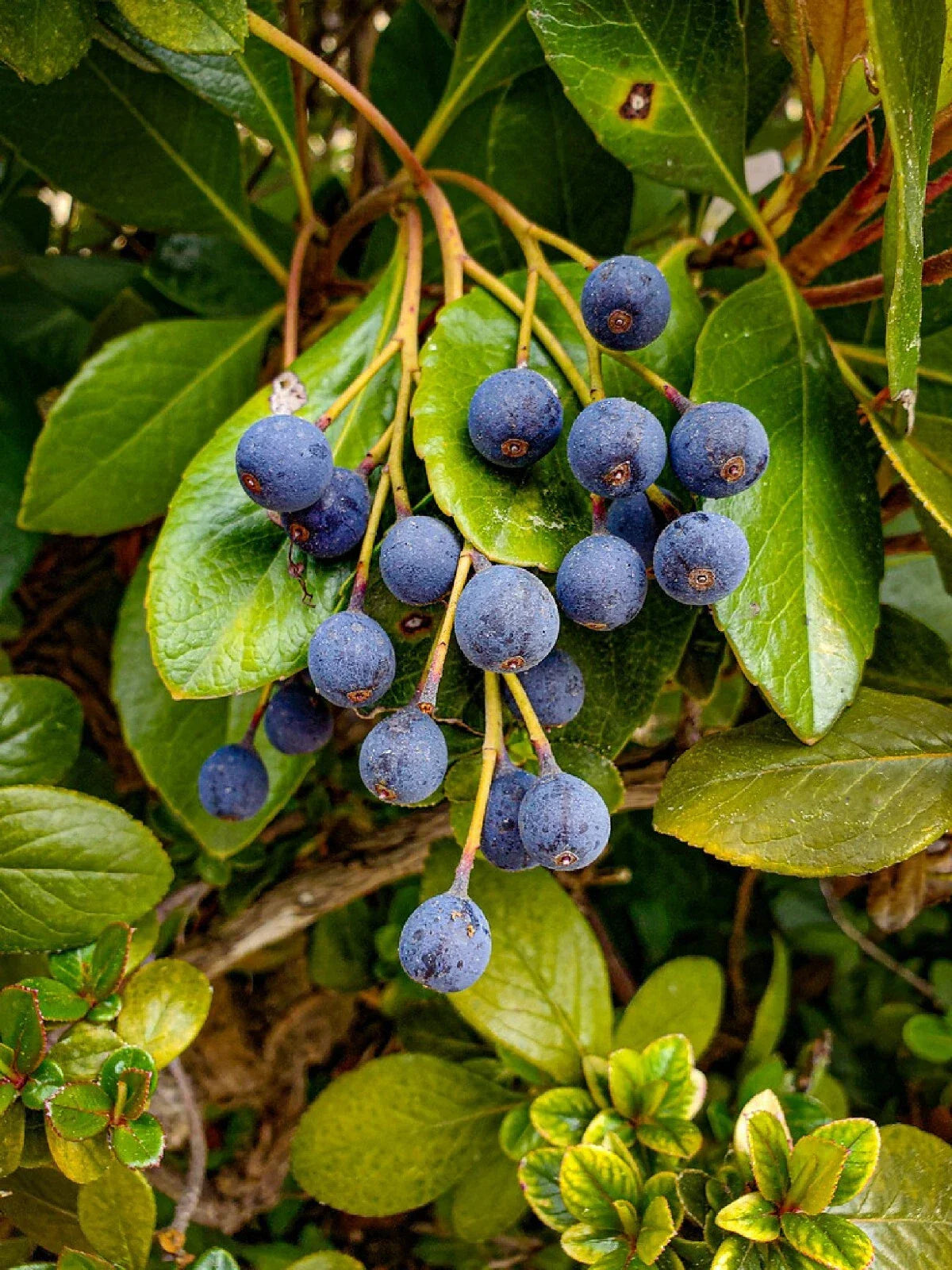 Blueberry Hawthorn Seeds - 10+ Seeds, Edible Fruit, Hardy Shrub, Crataegus brachyacantha, Free Shipping