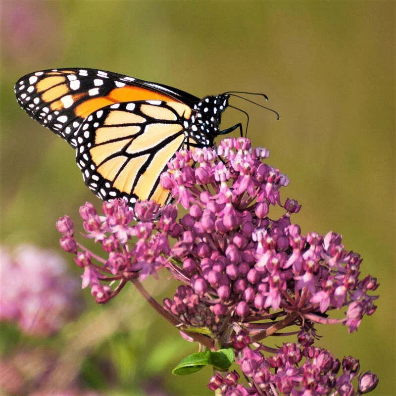 Butterfly Milkweed Plant 4-Inch Potted Asclepias 'Soulmate' Hardy Perennial for Pollinators Sun/Partial Shade